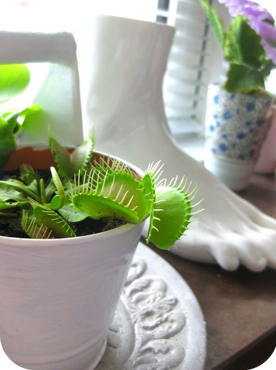 Fensterbank im wohnzimmer 1 Fensterbank im wohnzimmer 1