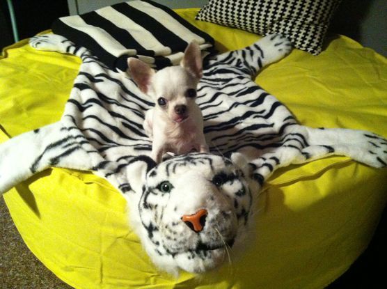 Süße Viecher... Süße Viecher...