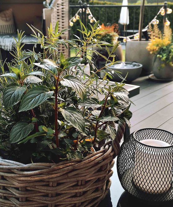 Bild von House No. 15 Bild von House No. 15