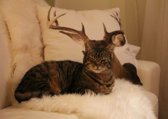 Hirsch-Katze Hirsch-Katze