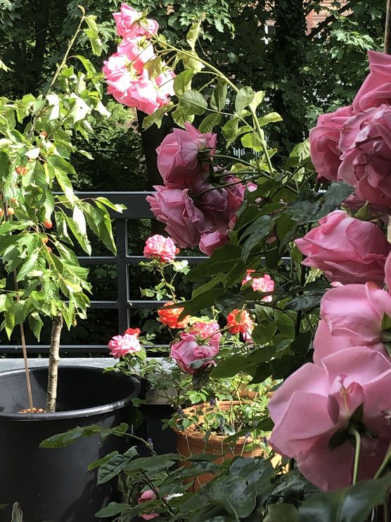 Bild von Hyazinthenlady Bild von Hyazinthenlady