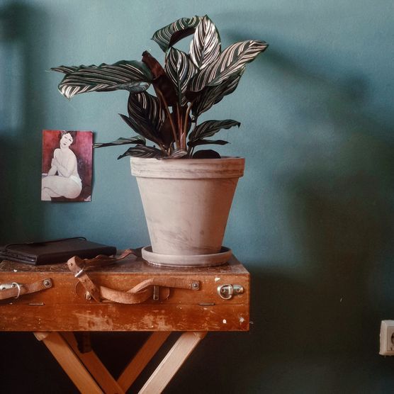 Das grüne Zimmer ... Das grüne Zimmer ...