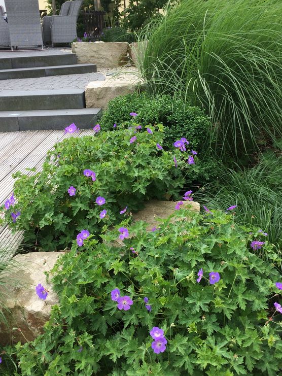 Ich liebe Geranium Rosanne. Ich liebe Geranium Rosanne.