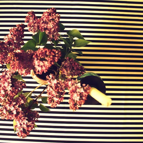 it´s Flieder-Time! it´s Flieder-Time!