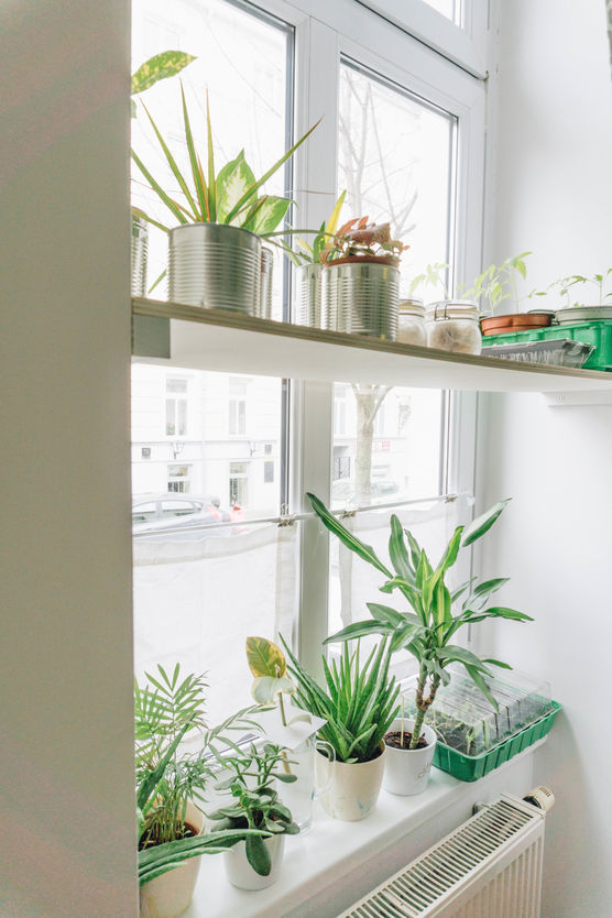 Mein Fensterregal gibt meinen Mein Fensterregal gibt meinen