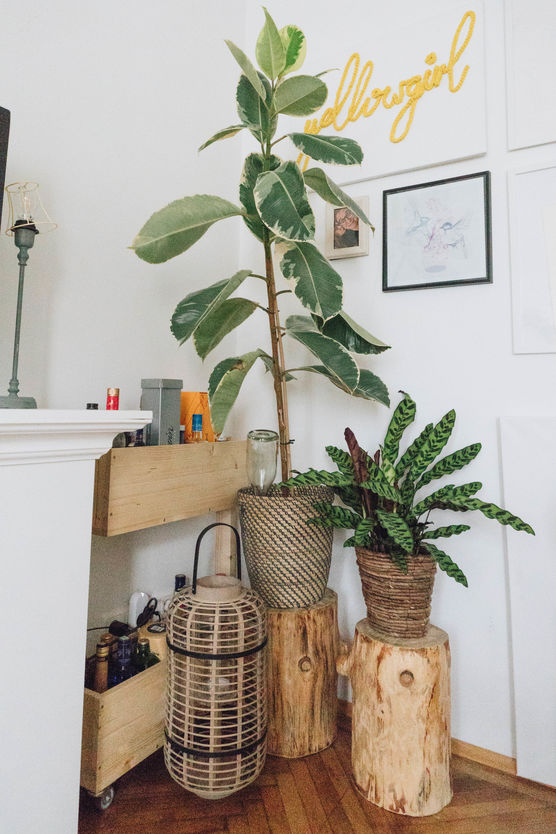 Meine Pflanzen fühlen sich Meine Pflanzen fühlen sich