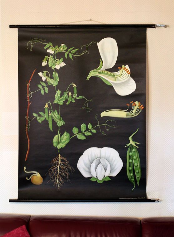 Flohmarktfund I: Rollkarte Erbse von 1967 Flohmarktfund I: Rollkarte Erbse von 1967