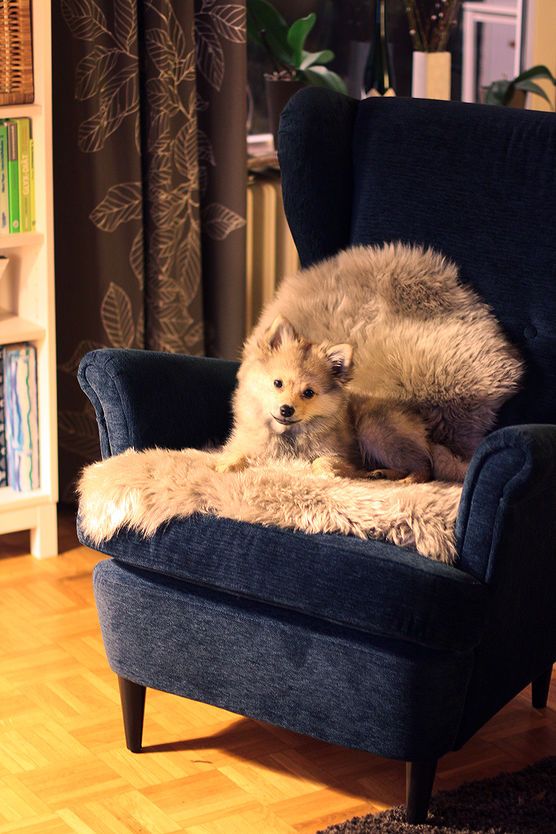 Neuer Chefsessel 😉 Neuer Chefsessel 😉