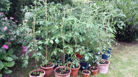 Kleine Tomaten-Plantage Kleine Tomaten-Plantage