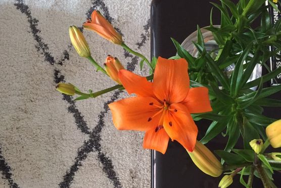 a pop of colour a pop of colour