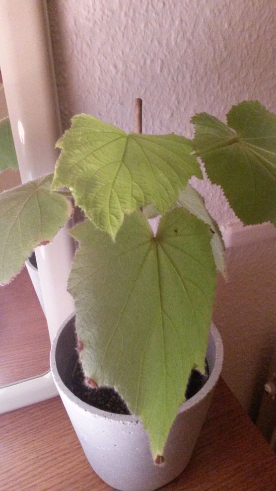 Kleine Zimmerlinde Kleine Zimmerlinde