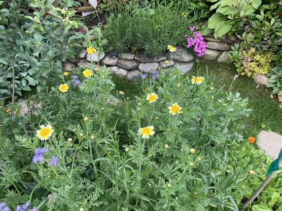 Bild von magnolija Bild von magnolija