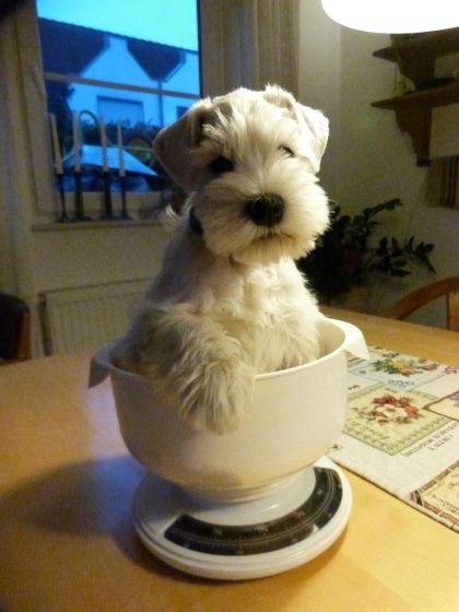 Beim Züchter noch einmal gewogen ..... Beim Züchter noch einmal gewogen .....