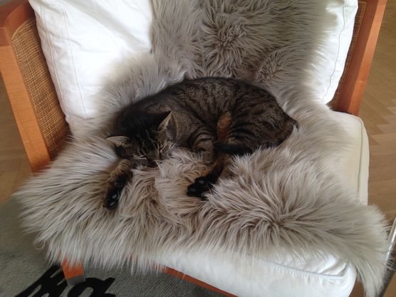 Das Kunstfell kann schnell Das Kunstfell kann schnell