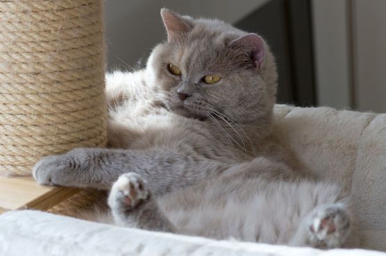 Für MariElli : gestatten Hedwig Für MariElli : gestatten Hedwig