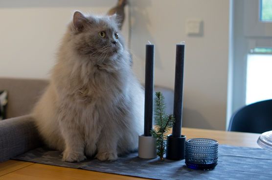 Da will man einmal hübsch den Tisch decken... Da will man einmal hübsch den Tisch decken...