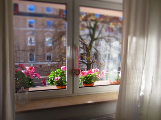 die tapferen Balkonblumen... die tapferen Balkonblumen...