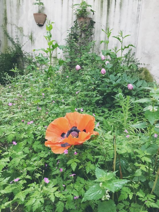 in meinem wilden Stadtgarten... in meinem wilden Stadtgarten...