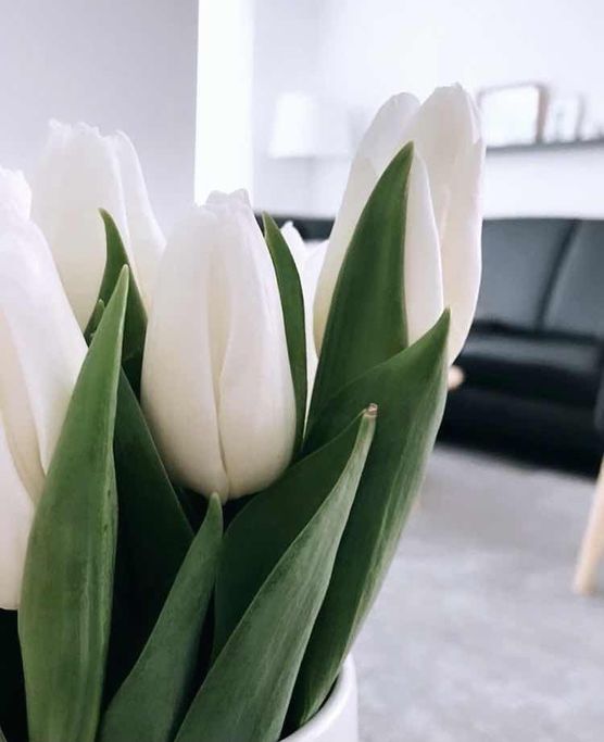 Bild von Zauberblüte Bild von Zauberblüte