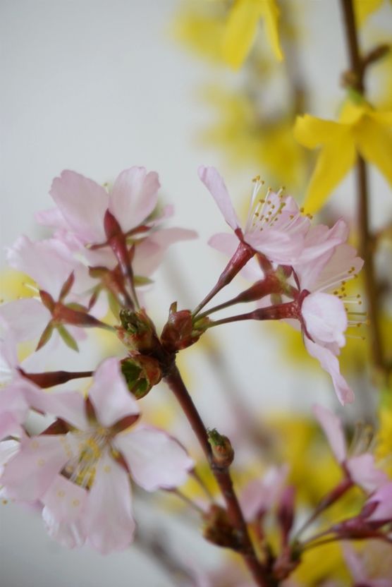 Frohe Ostern❇️ Frohe Ostern❇️