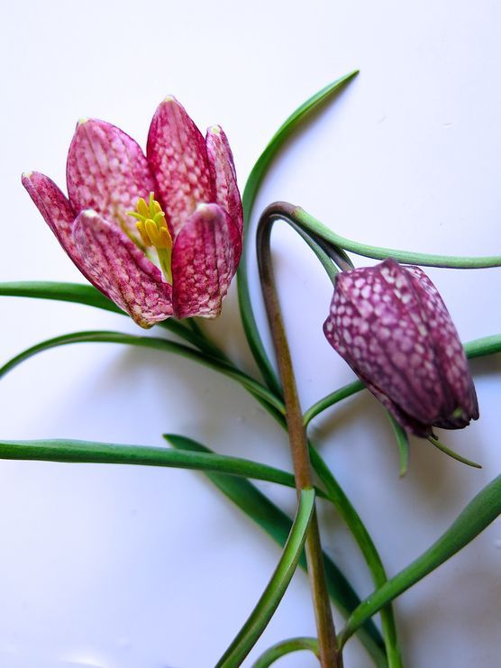 Schachbrettblumen aus dem Garten Schachbrettblumen aus dem Garten