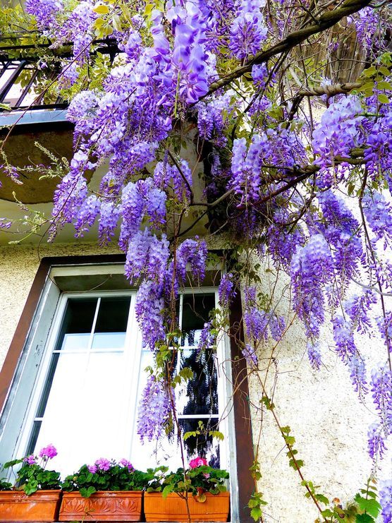 Mein Häuschen im Blauregen Mein Häuschen im Blauregen