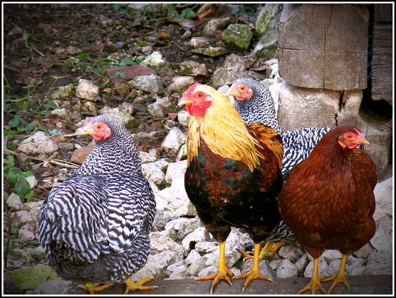Mein Garten---Lieblingsplatz am selbstgebauten Biotop Mein Garten---Lieblingsplatz am selbstgebauten Biotop