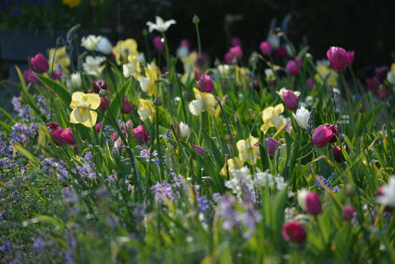 Blumenspam Blumenspam