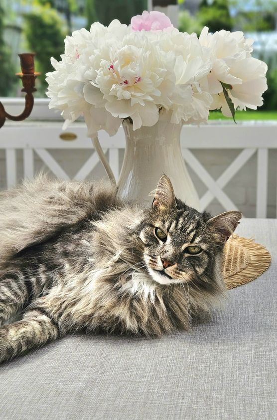 Endlich wieder Pfingstrosenzeit
Endlich wieder Pfingstrosenzeit