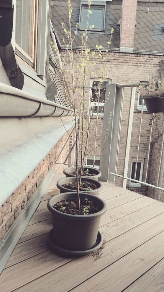 birkenlund
endlich sind die birken birkenlund
endlich sind die birken