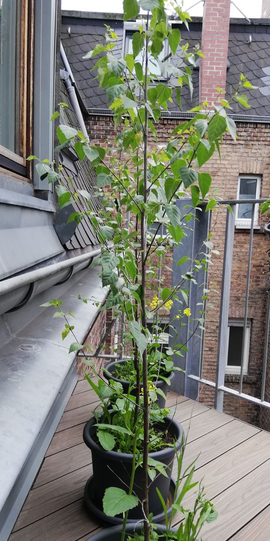 birkenupdate
die birken kommen sehr birkenupdate
die birken kommen sehr