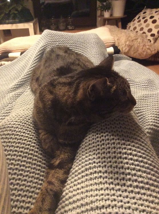 Weihnachtskoma?! 😸 Weihnachtskoma?! 😸