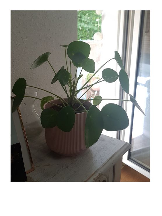 dieses Schätzchen hier, ist dieses Schätzchen hier, ist