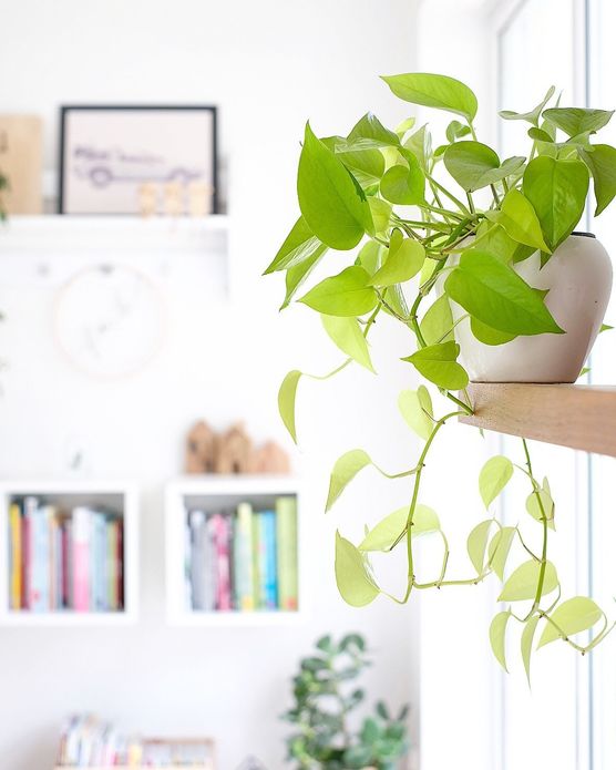 Ich liebe Grünpflanzen. Ganz Ich liebe Grünpflanzen. Ganz