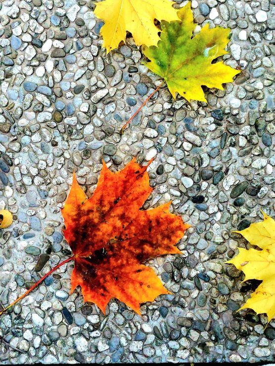 Bild von BARISTA Bild von BARISTA