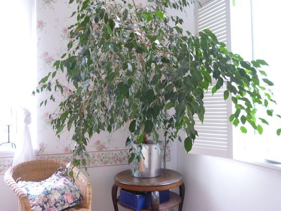 ... und die kitschige Blümchentapete, ... und die kitschige Blümchentapete,