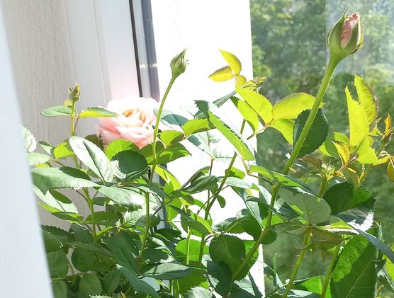 Mein Schlafzimmer hat fünf Mein Schlafzimmer hat fünf