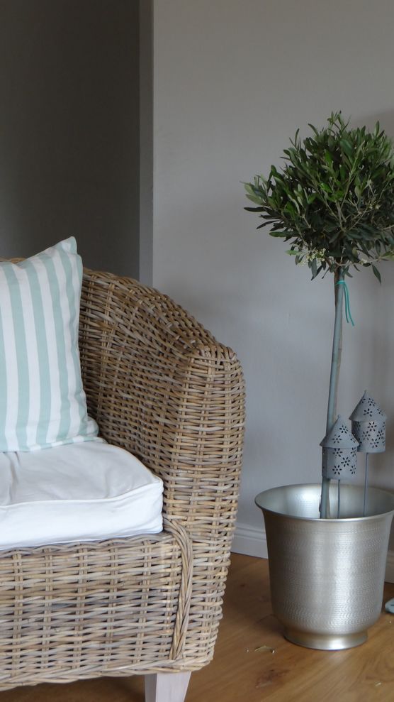 Olivenbäumchen Olivenbäumchen