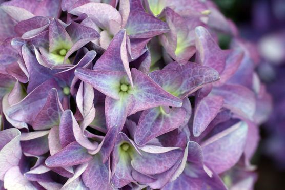 Einmal Mai bitte. Einmal Mai bitte.