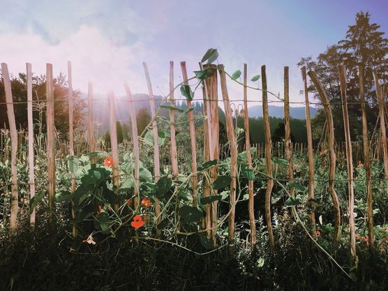 Unser Bauerngarten mit französischem Unser Bauerngarten mit französischem