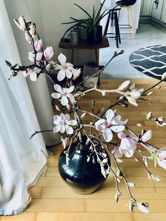 Magnolienliebe 🌸🤍 Magnolienliebe 🌸🤍