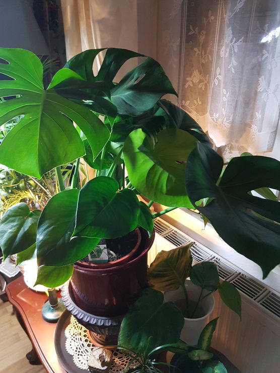 Meine lebendige Monstera , Meine lebendige Monstera ,