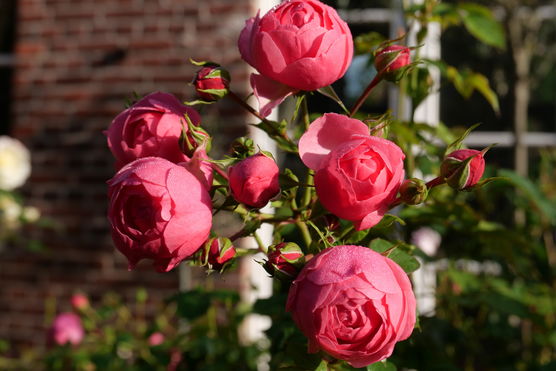 Wunderschöne Rose hat sich Wunderschöne Rose hat sich
