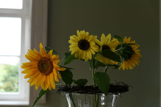 Die Sonnenblumen habe ich Die Sonnenblumen habe ich