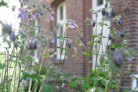 Lieblingsstaude hat sich üppig Lieblingsstaude hat sich üppig