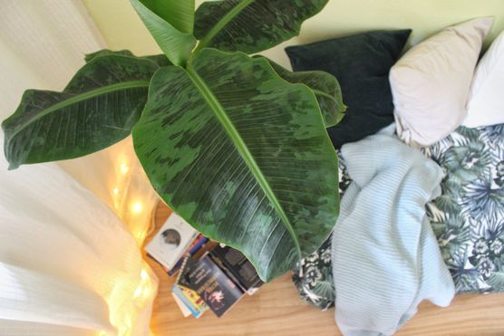 Mein neuester grüner Mitbewohner Mein neuester grüner Mitbewohner