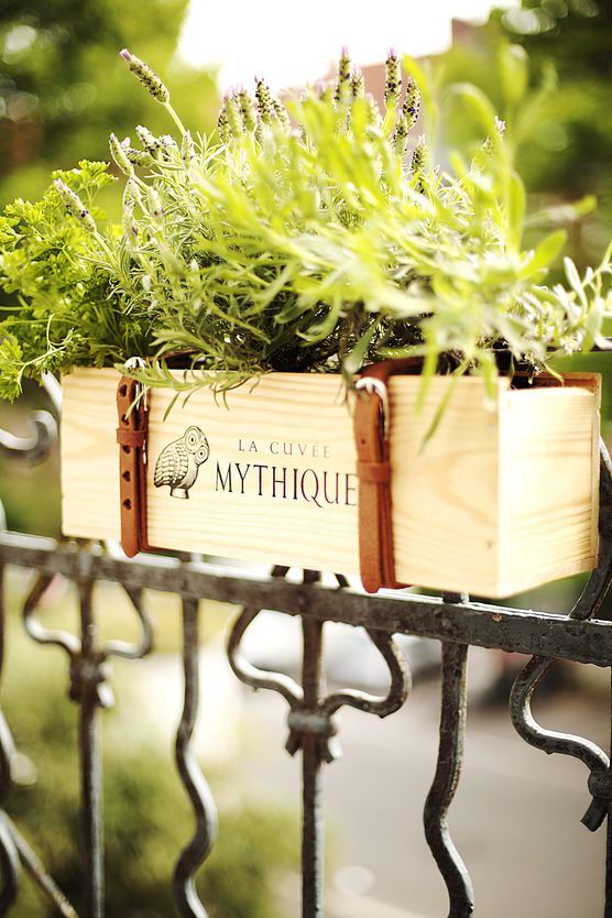 Lavendelwein mit Petersilie Lavendelwein mit Petersilie