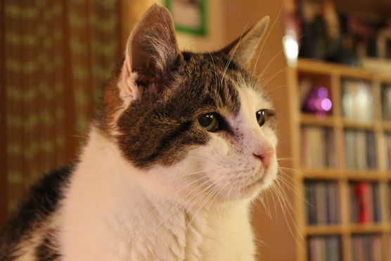 Unser Goldstück Unser Goldstück