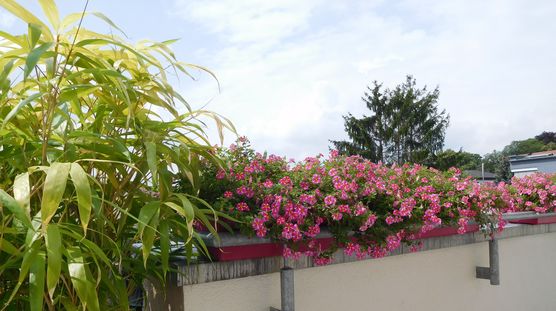 Bild von carina1 Bild von carina1