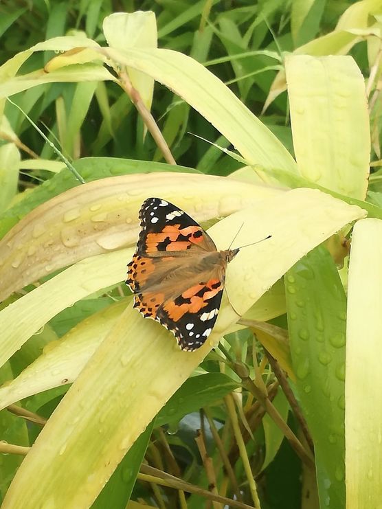 Endlich Regen!! Der Schmetterling Endlich Regen!! Der Schmetterling